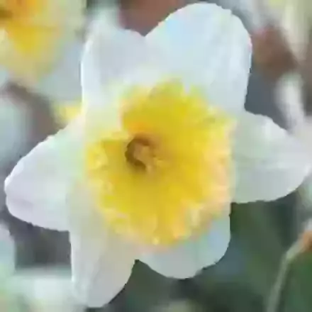 Ice Follies